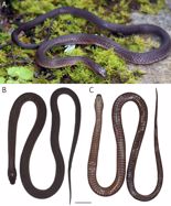 A new species of the genus *Rhabdophis* Fitzinger, 1843 (Squamata: Colubridae) from the Hoang Lien range, northwest Vietnam. Zootaxa 5343:101-125