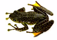 *Amolops* *caelumnoctis* Rao & Wilkinson, 2007, a Junior Synonym of *A*. *splendissimus* Orlov & Ho, 2007 (Amphibia: Anura: Ranidae). Zootaxa 5057: 181–200.