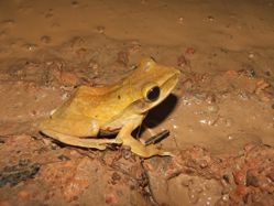 Bamboo tree frog (*Polypedates* *leucomystax*) - EAZA husbandry guidelines.