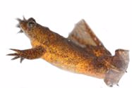 Baseline behavioural data and behavioural correlates of disturbance for the Lake Oku clawed frog (*Xenopus* *longipes*). Journal of Zoological and Botanical Gardens 3:184-197.