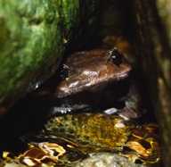 *Brachytarsophrys* *feae* (Kakhien Hills spadefoot toad): calling site. Herpetological Bulletin 117: 38-39