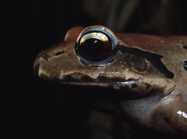 Comparison of the nutritional content of the captive and wild diets of the Critically Endangered mountain chicken frog (*Leptodactylus* *fallax*) to improve its captive husbandry. Zoo Biology. 37: 332-346.