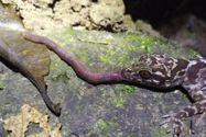 *Cyrtodacylus* *kingsadai*. Diet. Herpetological Review 53: 678-679.