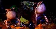 Fighting behaviour in the Bicoloured frog *Clinotarsus* (Rana) *curtipes* Jerdon, 1854. Herpetology Notes 4: 353-355