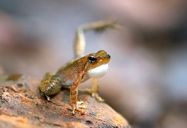 First report on the fossorial tadpole of Micrixalus kottigeharensis (Rao, 1937) Herpetology Notes13: 645-648