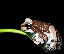 Mission golden-eyed treefrog (*Trachycephalus* *resinifictrix*) - EAZA husbandry guidelines.