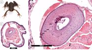 Preliminary data on size and age of *Oreolalax* *sterlingae* (Nuguyen et al., 2013). Herpetology Notes, 16: 643-650.