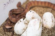 Reproduction of *Lachesis* *stenophrys* (Central American Bushmaster) at ZSL London Zoo. Herpetological Review 52: 564-566