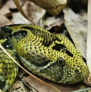 Reproduction of the Ethiopian Mountain Adder, *Bitis* *parviocula* Böhme, 1976 (Reptilia: Viperidae), at ZSL London Zoo. Herpetology Notes 15: 423-429