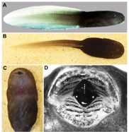 Tadpole of the Critically Endangered Sterling’s Toothed Toad (*Oreolalax* *sterlingae*). Zootaxa, 4272: 579-582.