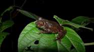The Global Amphibian BioBlitz, find every one. FrogLog. 97:48-50.