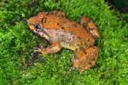 The first record of *Limnonectes* *nguyenorum* McLeod, Kurlbaum & Hoang (Amphibia: Anura: Dicroglossidae) from Lao Cai Province, Northwest Vietnam. Proceedings of the 4th National Scientific Conference on Amphibians and Reptiles in Vietnam. 135-139.