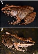 The first records of *Limnonectes* *kohchangae* (Smith, 1922) and *Sylvirana* *mortenseni* (Boulenger, 1903) from Phu Quoc Island, Southern Vietnam 14: 33-39. Management of Forest Resources and Environment 