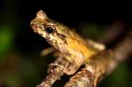 Two new and potentially highly threatened *Megophrys* Horned frogs (Amphibia: Megophryidae) from Indochina’s highest mountains. Zootaxa, 4508: 301-333.