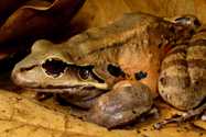 Two remarkable prey items for a chicken. *Letptodactylus* *fallax* predation upon the therapsid spider (*Crytopholis* *femoralis*) and the colubrid snake (*Liophis* *juliae*). Tropical Zoology